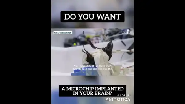 Microchips Controlling the Movements of a Beetle