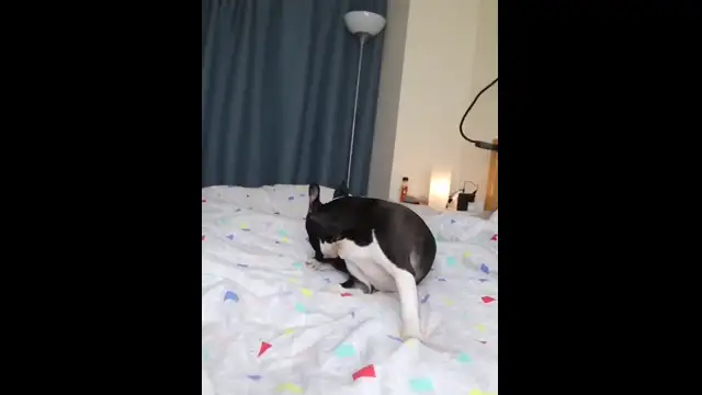 Dog FARTS and runs from it