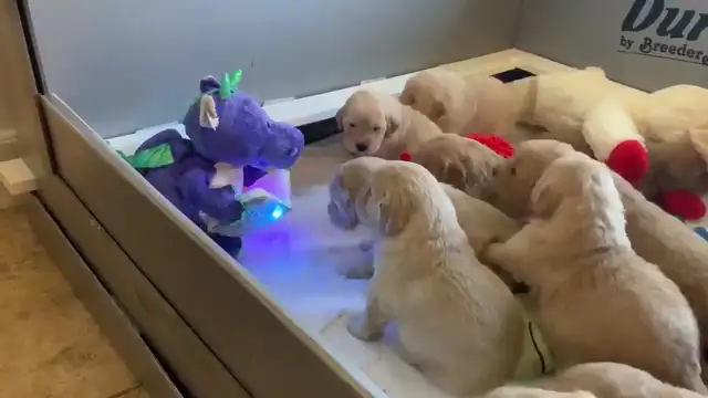 Puppies Told Bedtime Story From A Toy Dinosaur