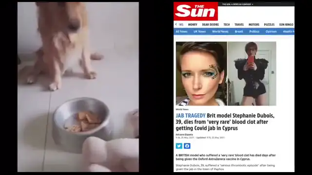 Dogs vs humans IQ test