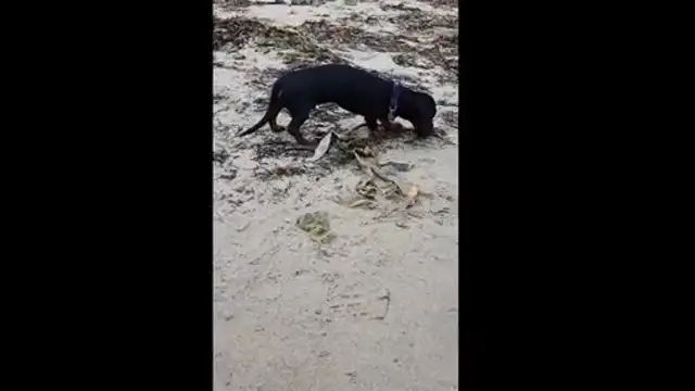 Sausage beach examiniation Grieg Sound