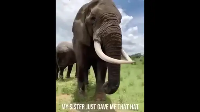 An Intelligent Elephant With A Sense Of Humor