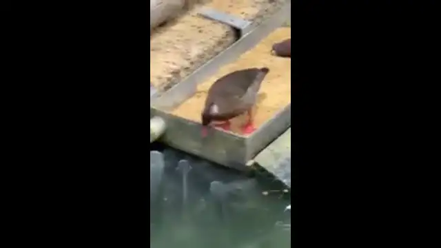Just a duck feeding her fish...
