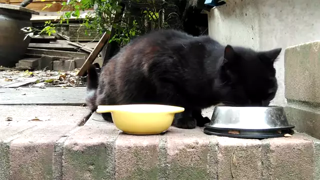 Schwarzie - Black Cat, White Milk, Blue Day