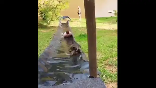 dog trys to help woman