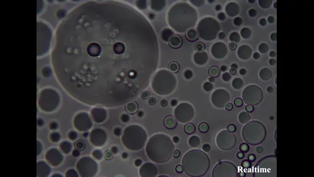 Mateo Taylor - Lidocaine - Mexico, Sept- 2023