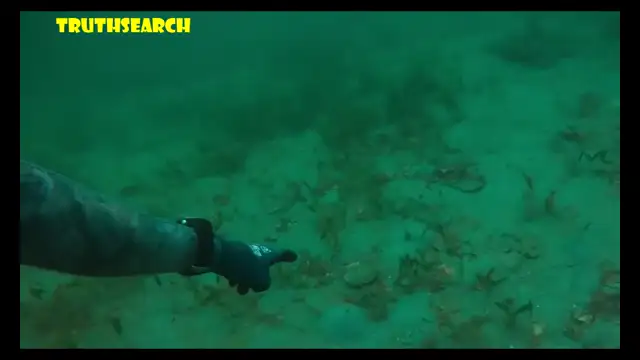 Mermaids - spotted in real life - videos