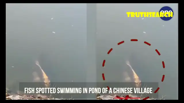 Demon or a Fish? In China!