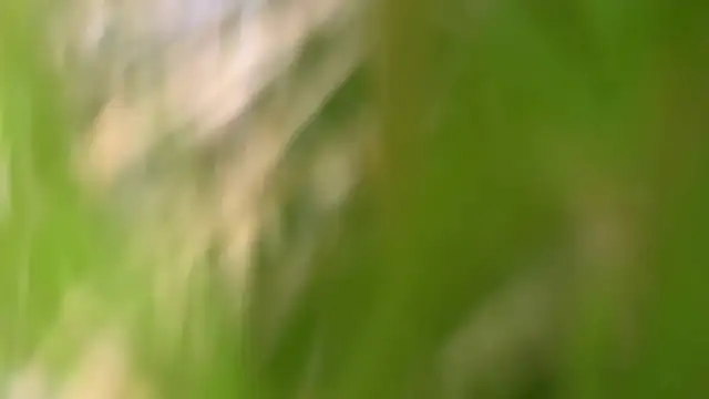 Our Rights VS Officer Safety