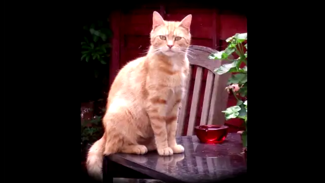 A.I. 🎵 Mama I Love You