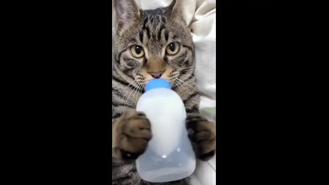 😹Cat Drinking From Bottle 🐈🍼😹😹