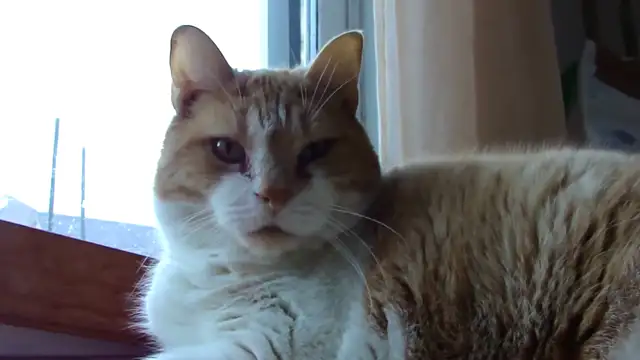 FAT BOY