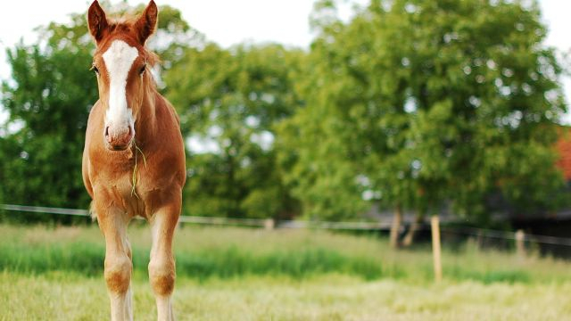 Nature - Behold A Pale Horse (Instr)🎵
