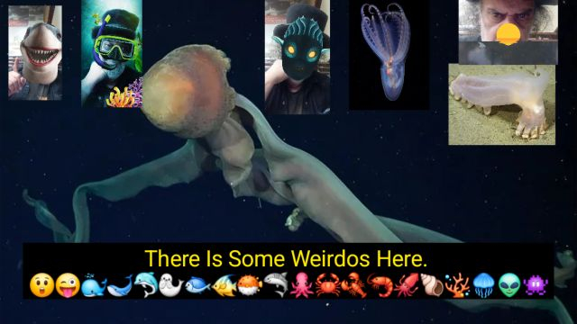 Mar Del Plata Has Strange Creatures. 😲😜🐳🐋🐬🦭🐟🐠🐡🦈🐙🦀🦞🦐