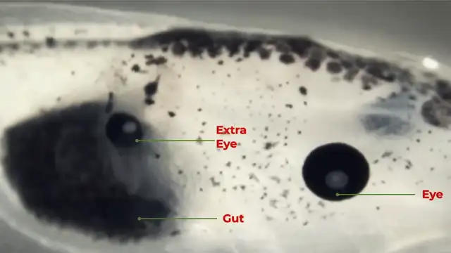 He Showed Too Much… A Discovery Too Dangerous to Expose