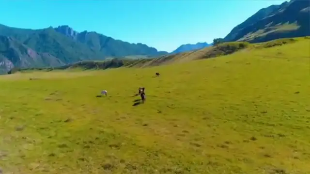 Nature - Behold A Pale Horse🦄