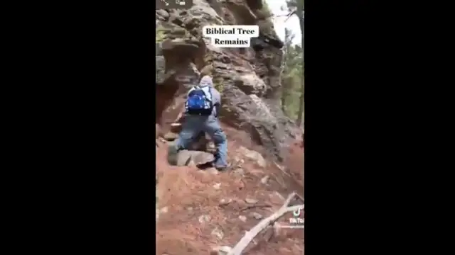 Giant Trees on Gods Flat Earth