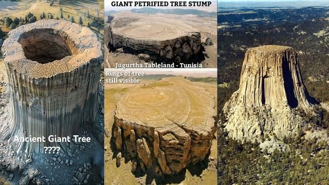 Giant Trees on Gods Flat Earth