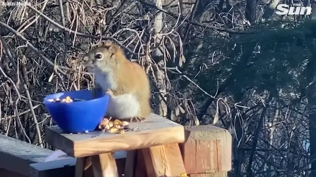 Squirrel gets DRUNK eating fermented pears