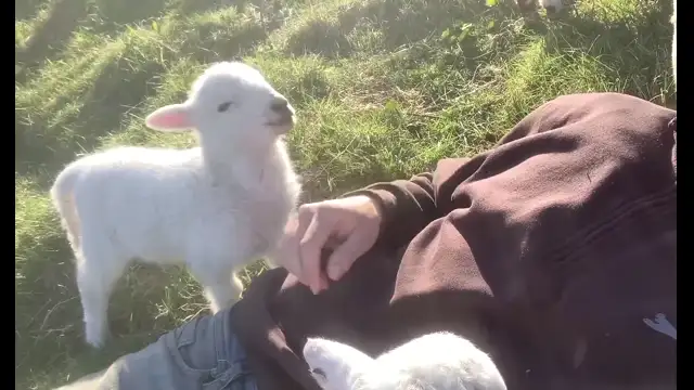 Cute Lamb Needs Attention
