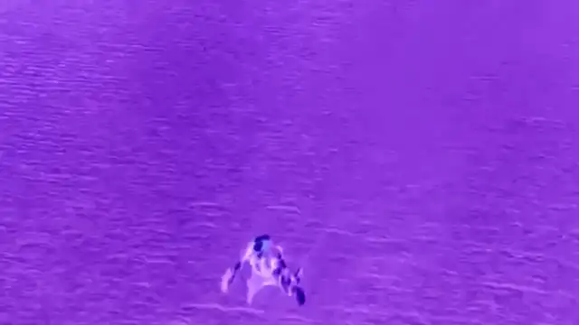 Nature - The Rescued